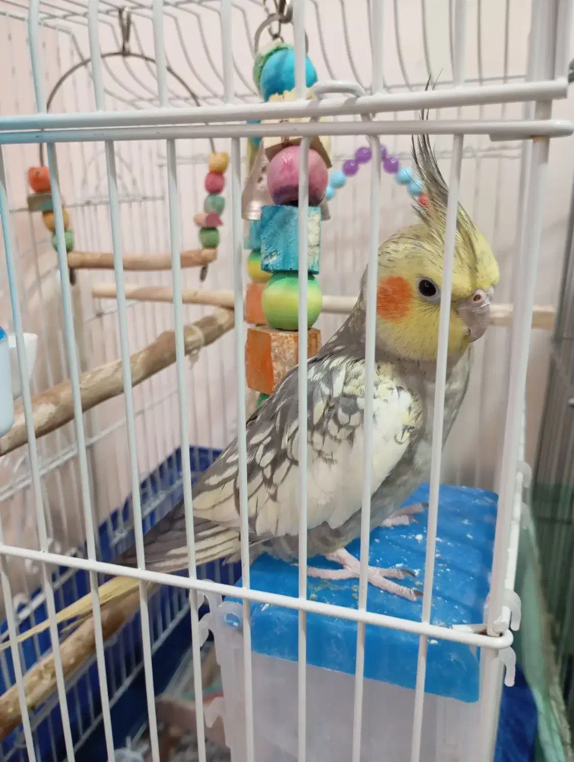 عروس هلندی|پرنده|تهران, کیانشهر|دیوار