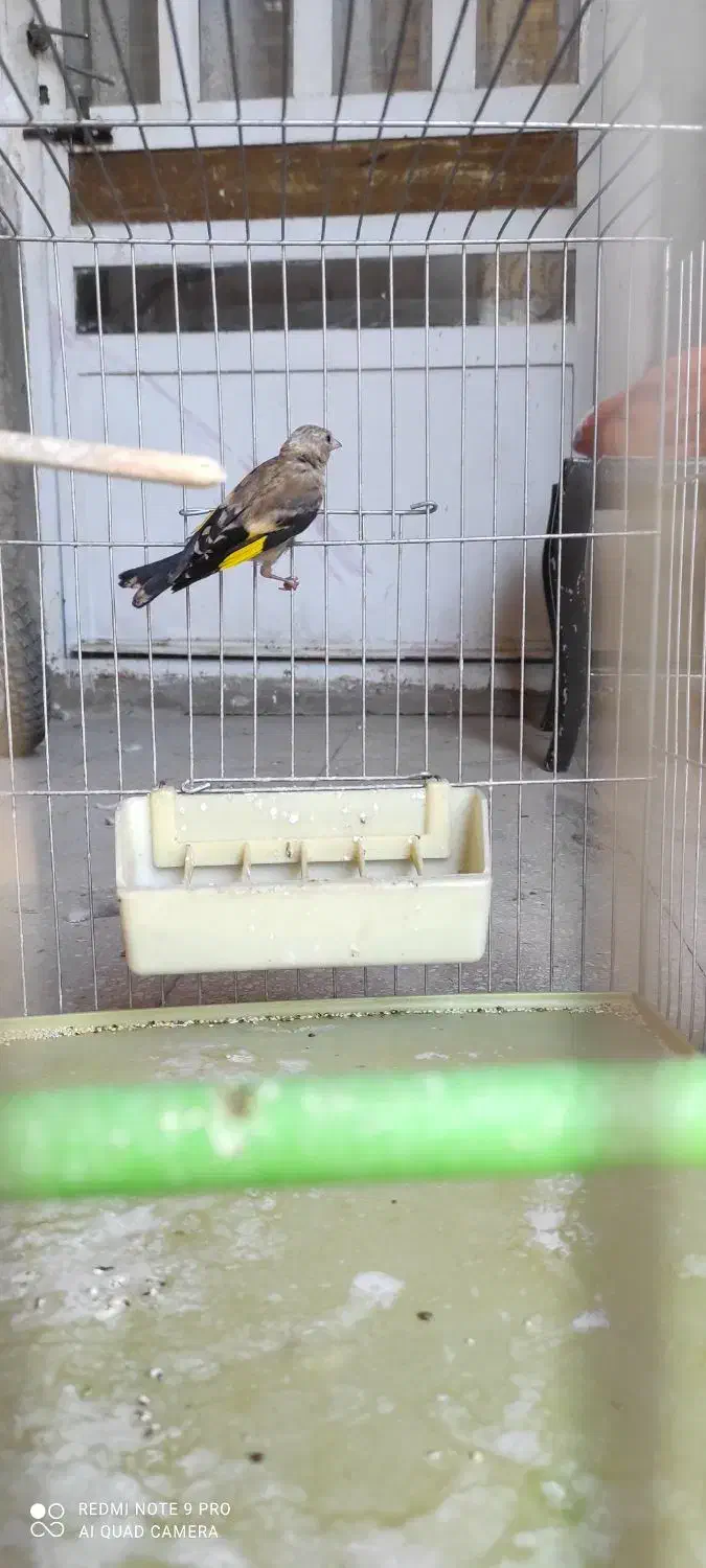 سهره جوجه قفس|پرنده|کرمانشاه, |دیوار