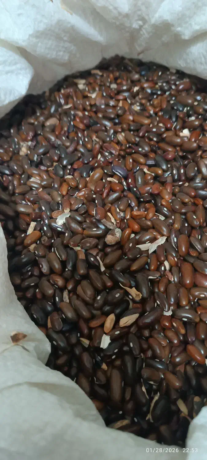 بذرلوبیاسبز|گل و گیاه طبیعی|خان ببین, |دیوار