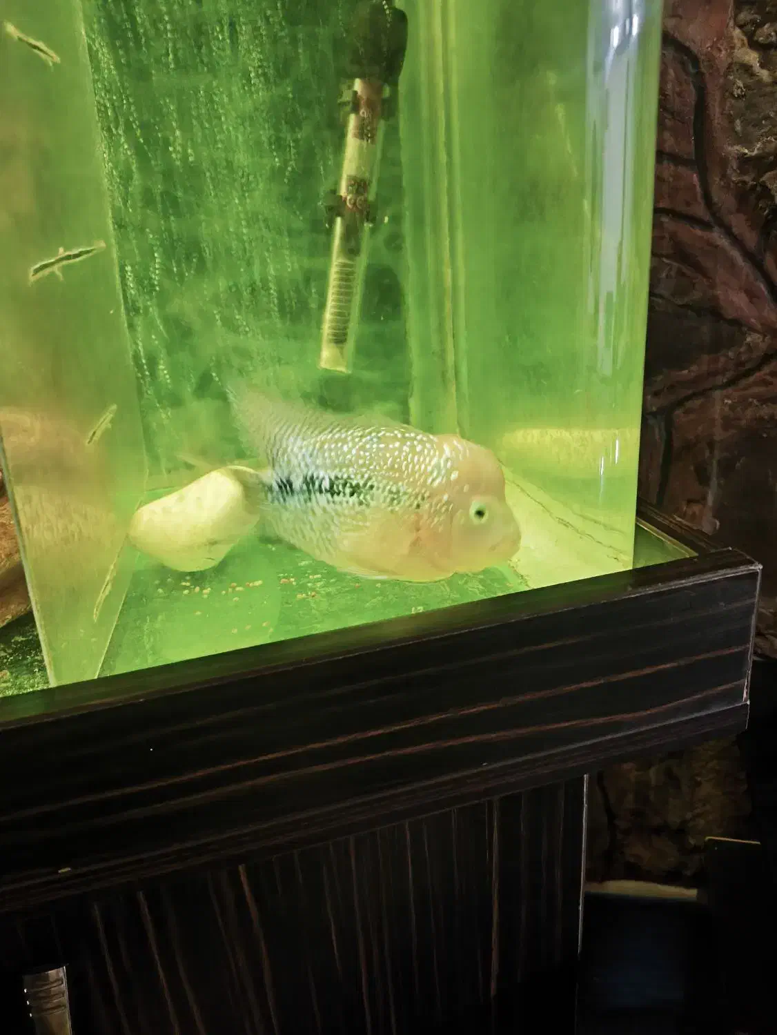 ماده فلاور کامفا|ماهی|آبعلی, |دیوار