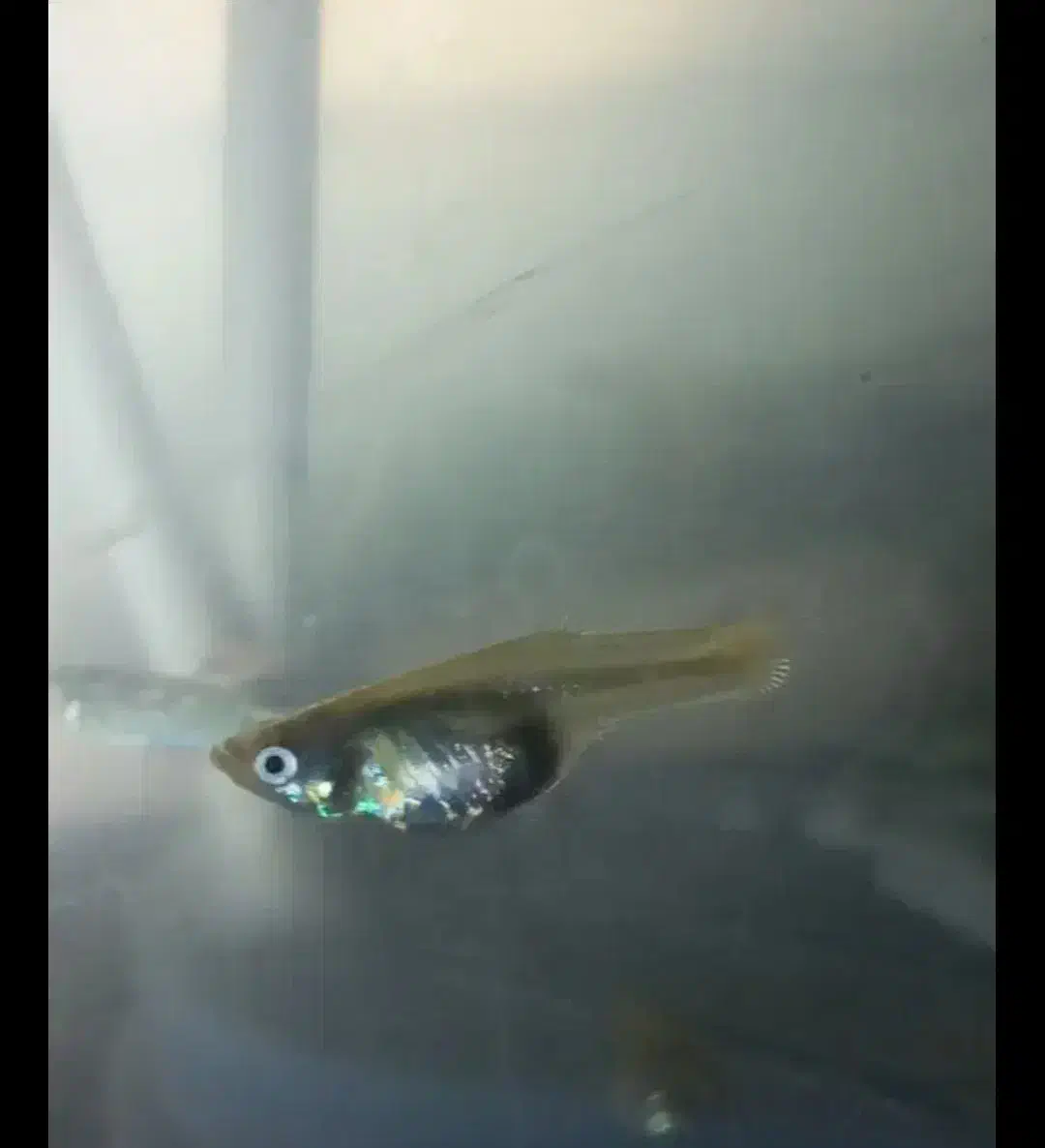 ماهی گوپی دونه80|ماهی|سبزوار, صالح آباد|دیوار