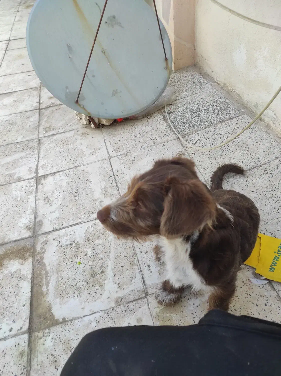 سگ واگذاری|سگ|مشهد, پورسینا|دیوار