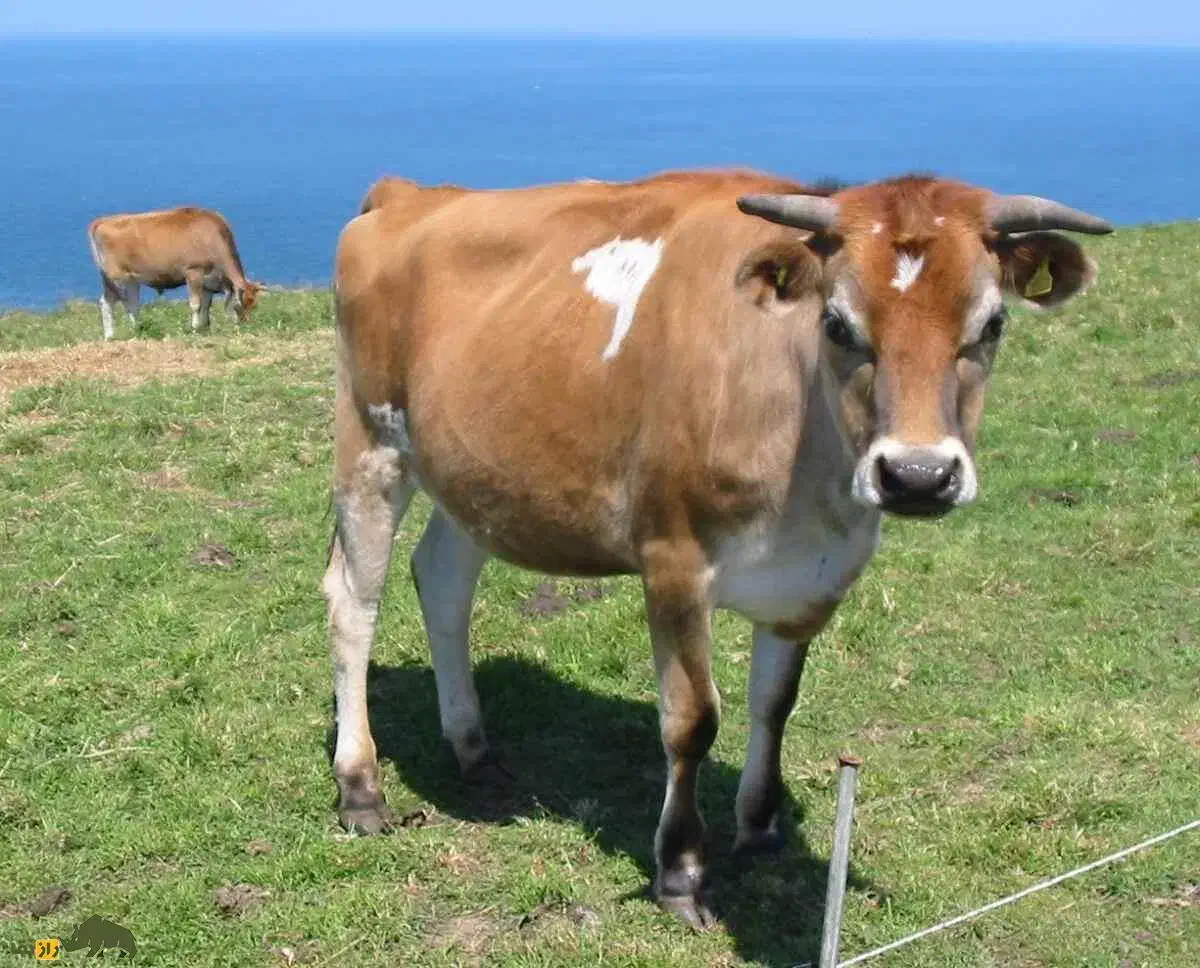 گاو جرسی|حیوانات مزرعه|جیرفت, |دیوار