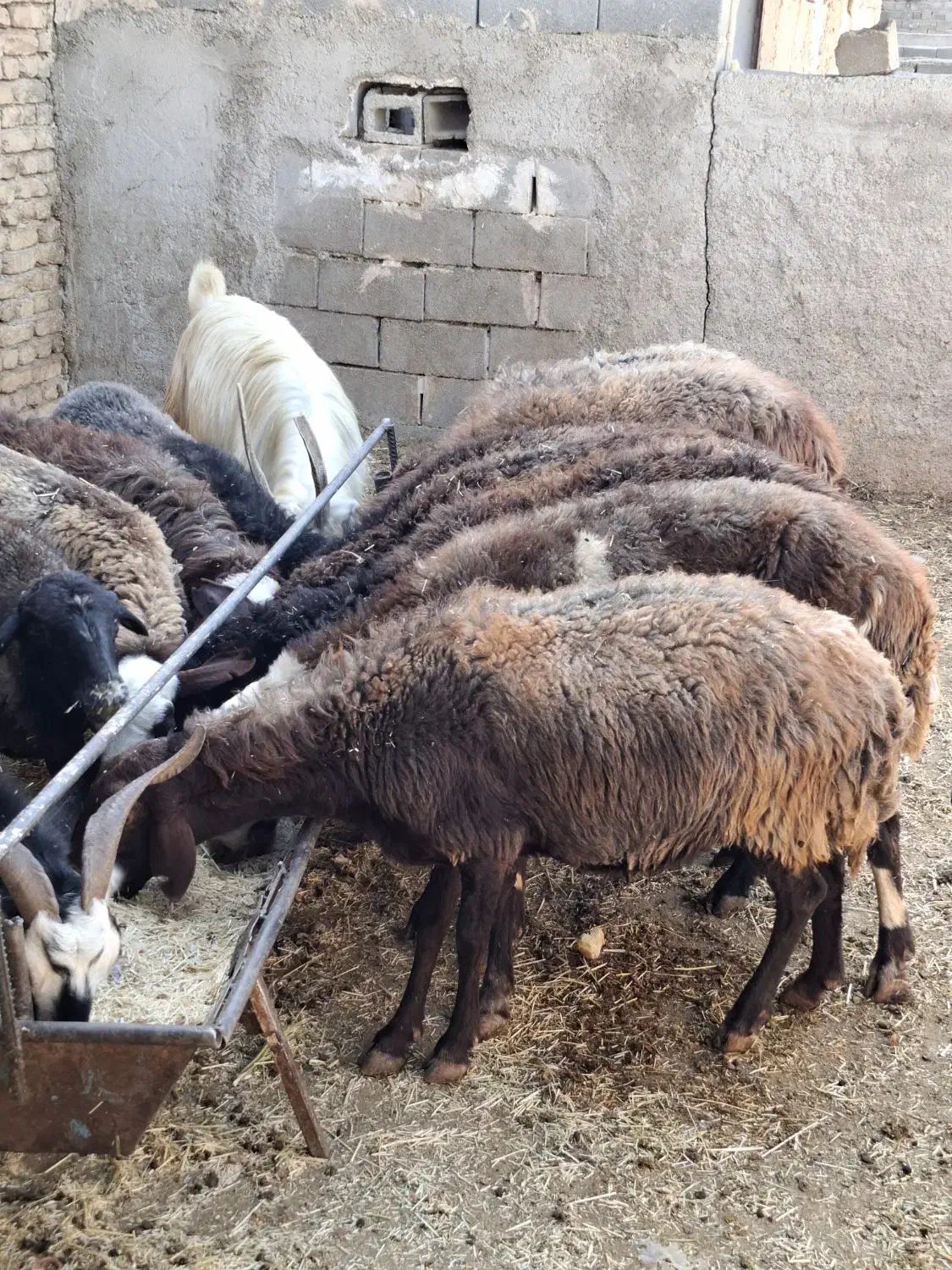 میش و بز و بزغاله چاق|حیوانات مزرعه|پاکدشت, پاکدشت (مامازند)|دیوار