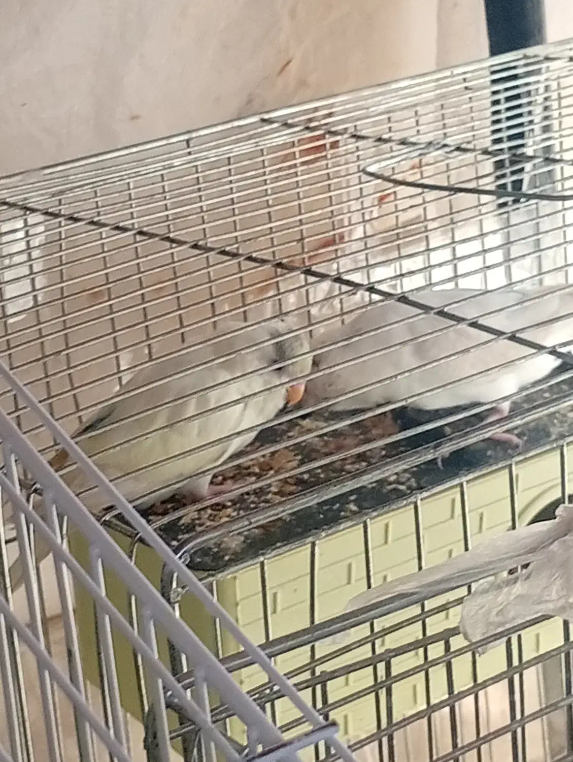 مرغ عشق معاوضه با عروس هلندی|پرنده|اسفراین, |دیوار