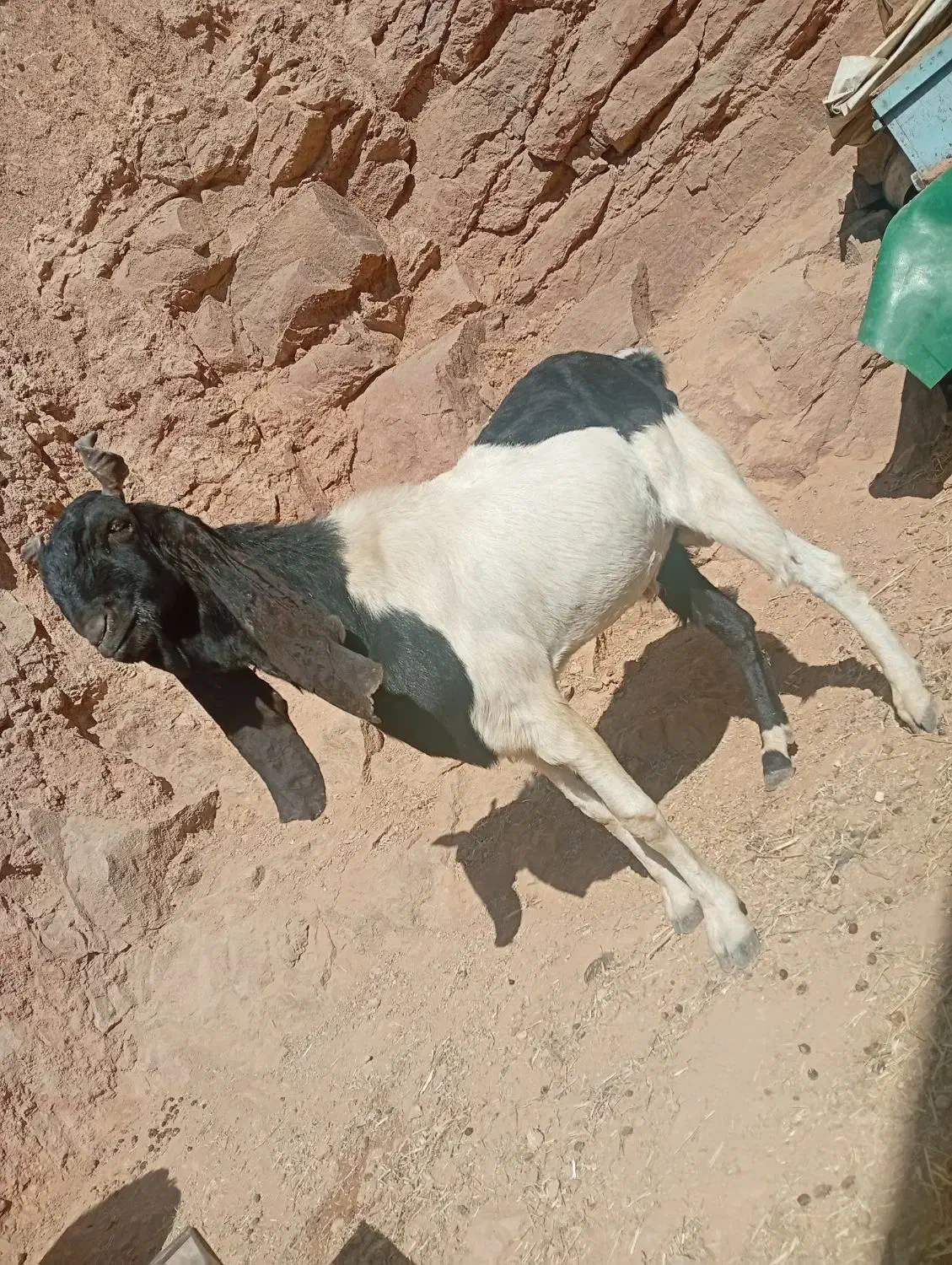 بز نر میش|حیوانات مزرعه|اندیمشک, |دیوار