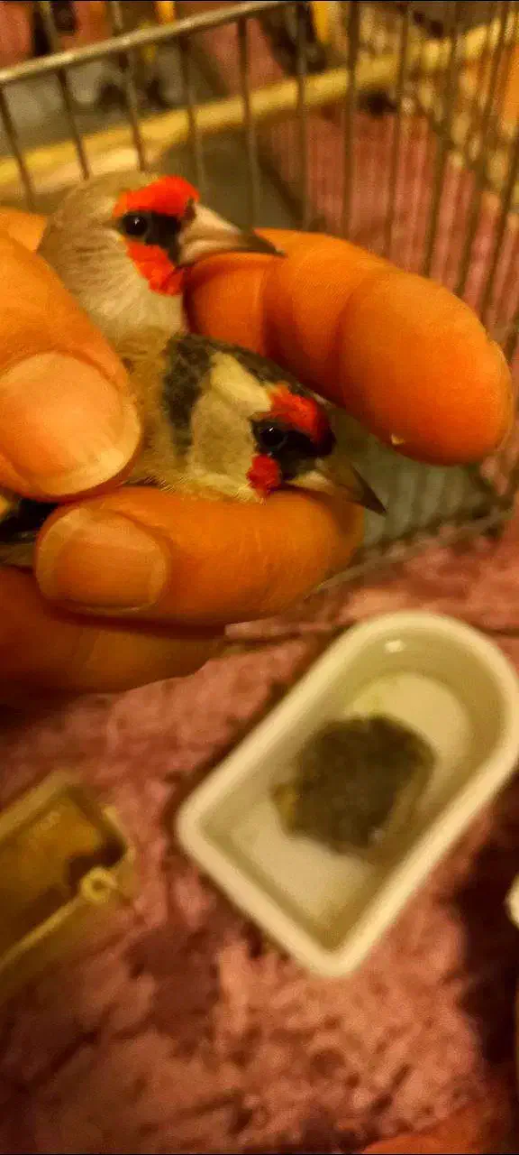 سهره دورگ|پرنده|دماوند, گیلاوند|دیوار