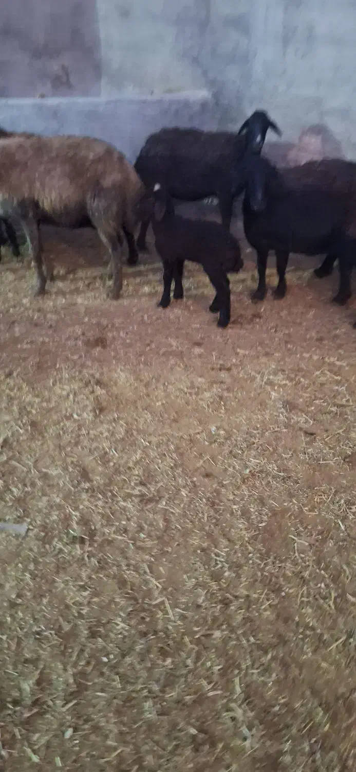 ۶راس میش و بره|حیوانات مزرعه|قیدار, |دیوار