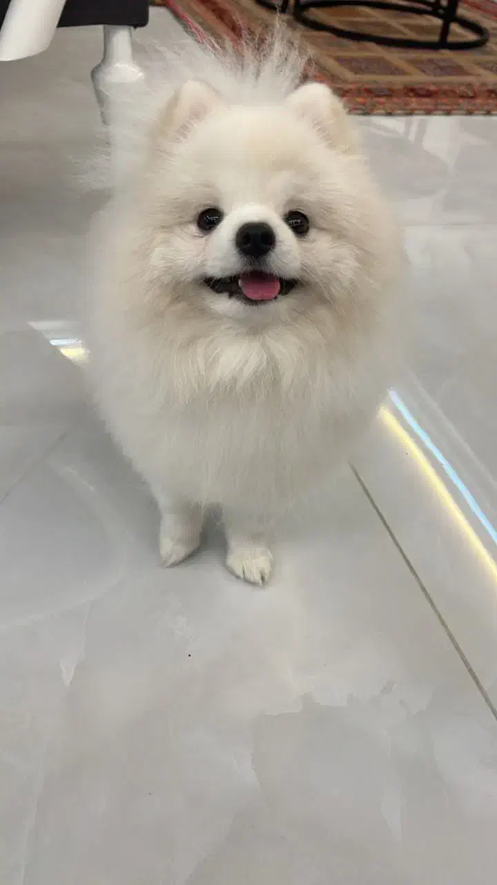 سگ بالغ|سگ|شیراز, اصلاح‌نژاد|دیوار