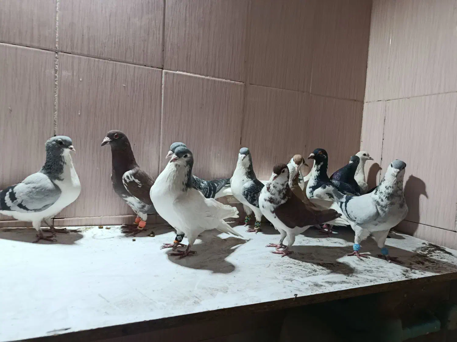 کفتر|پرنده|سبزوار, فقیه سبزواری|دیوار