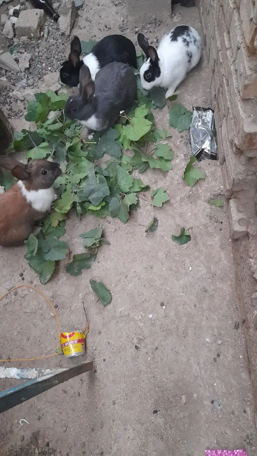 چهارتا باهم ۵۰۰|موش و خرگوش|گنبد کاووس, |دیوار