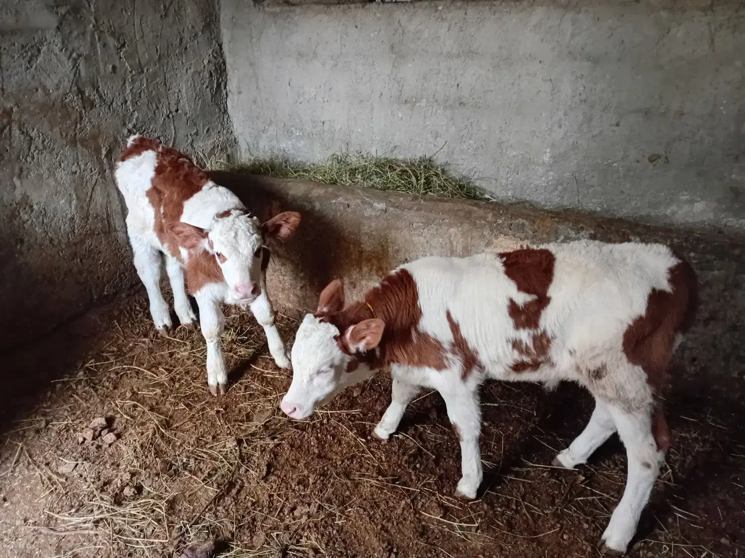 گوساله نر وماده|حیوانات مزرعه|انزل, |دیوار