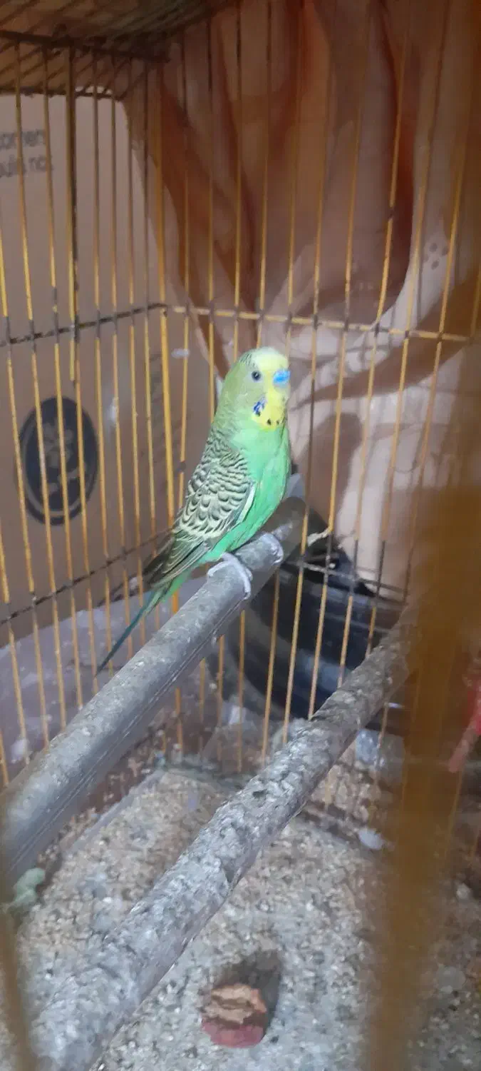 مرغ عشق نر دوتا|پرنده|آبادان, |دیوار