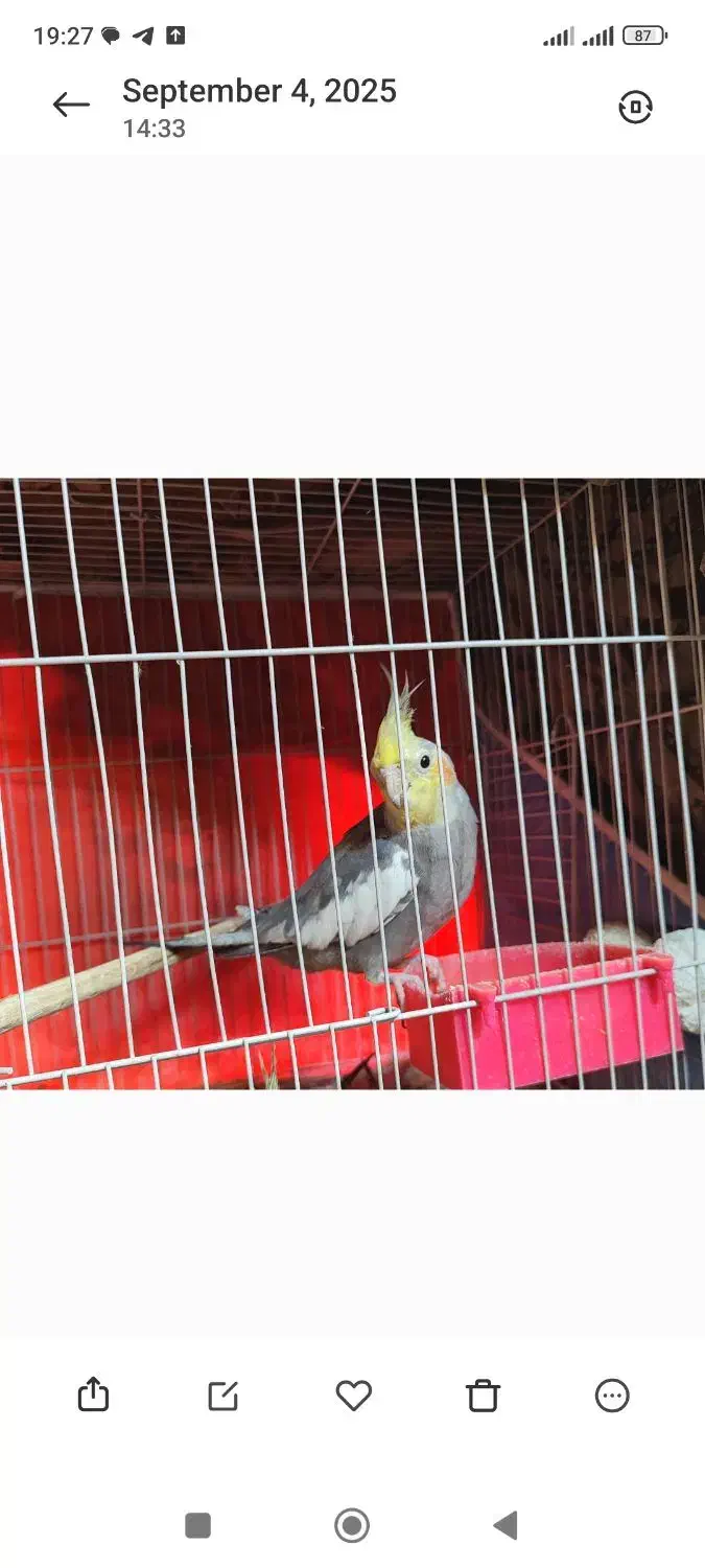 عروس هلندی پرورش خانگی|پرنده|مشهد, ادیب نیشابوری (شهرک غرب)|دیوار