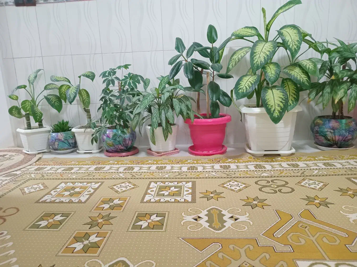 گل طبیعی|گل و گیاه طبیعی|باوله, |دیوار