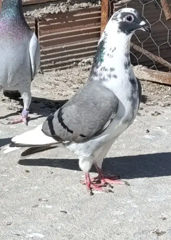 کفتر ابلغ|پرنده|گنبد کاووس, |دیوار