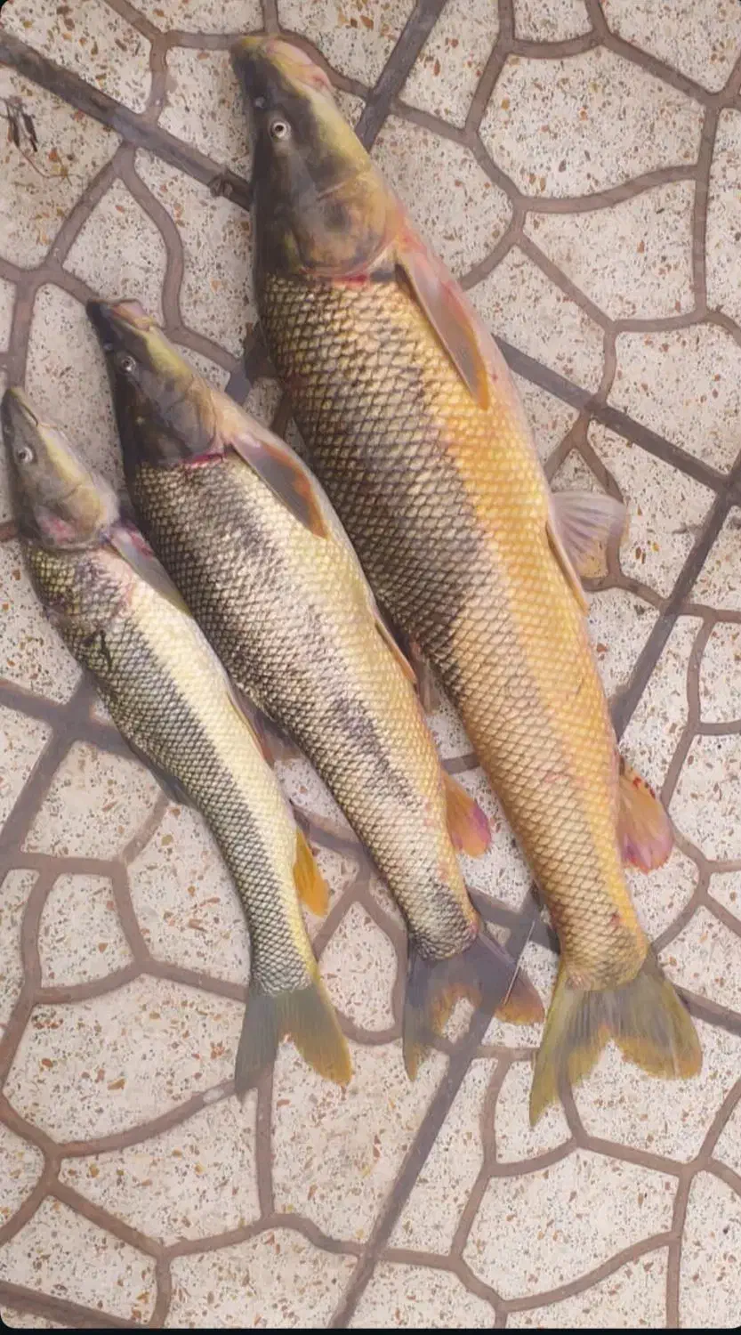 ماهی ارس تازه وخوشمزه|خوردنی و آشامیدنی|جلفا, |دیوار