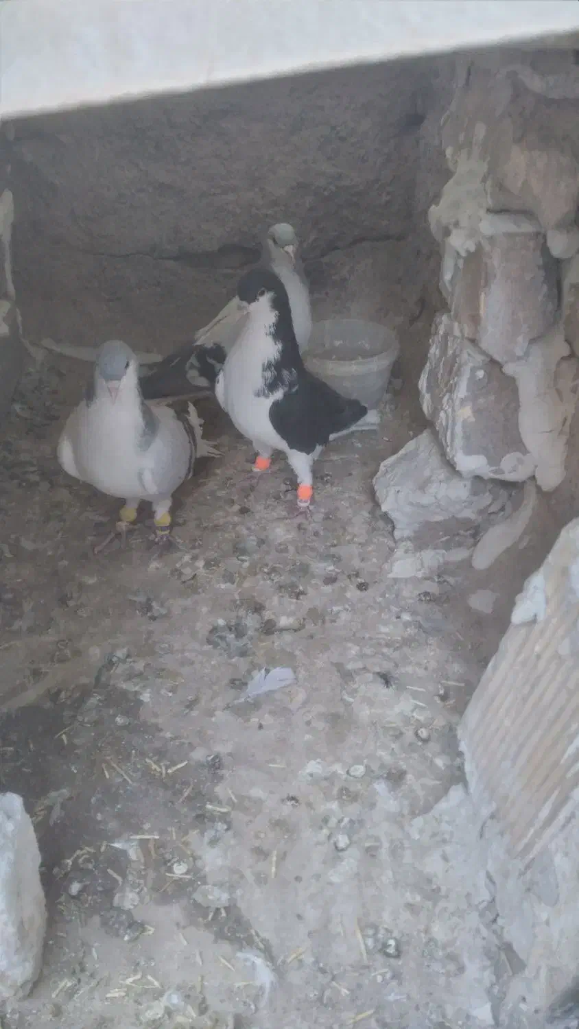 کفتر|پرنده|الوند, |دیوار