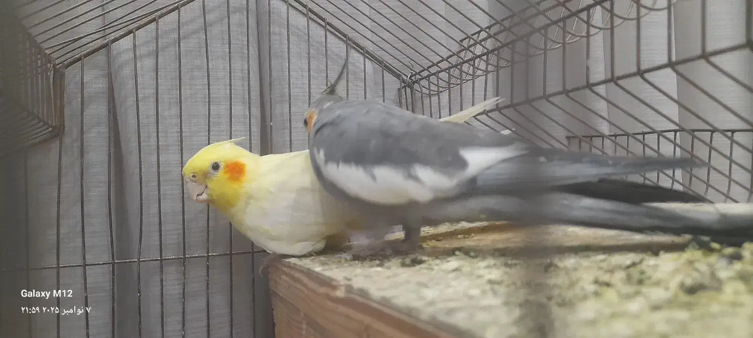 یک جفت عروس هلندی مولد|پرنده|تهران, باغ خزانه|دیوار