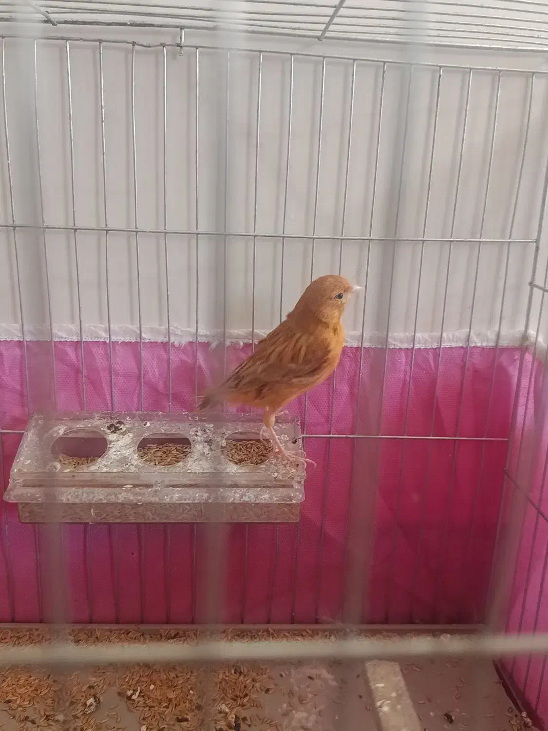 قناری ماده|پرنده|شیراز, دشت چنار|دیوار