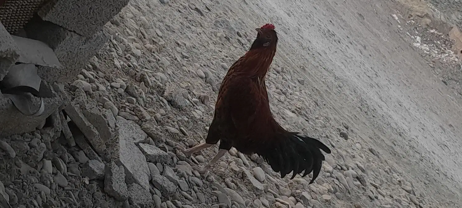 مورغ|پرنده|دشتیاری, |دیوار