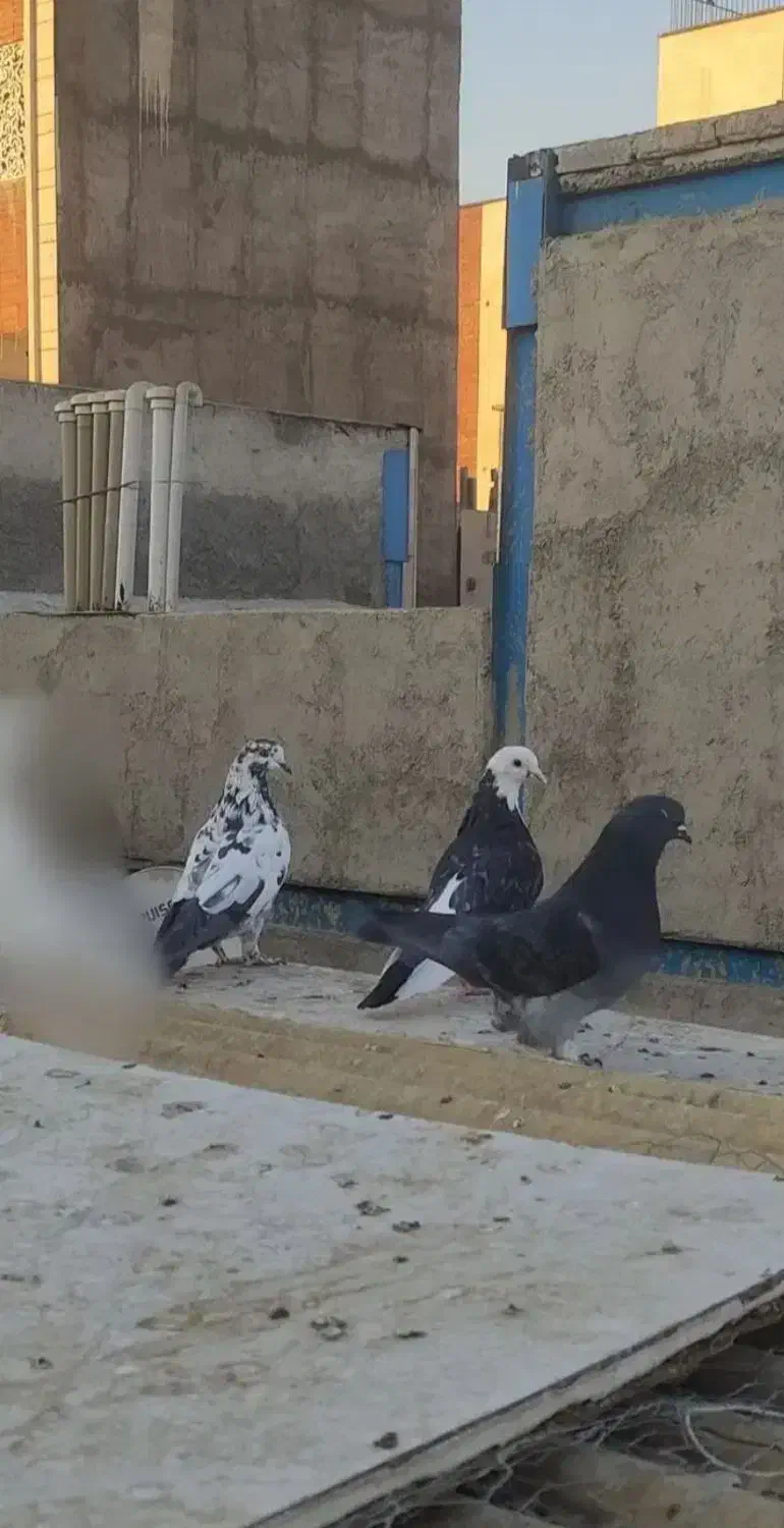 کبوتر کفتر|پرنده|تهران, سبلان (لشگر)|دیوار