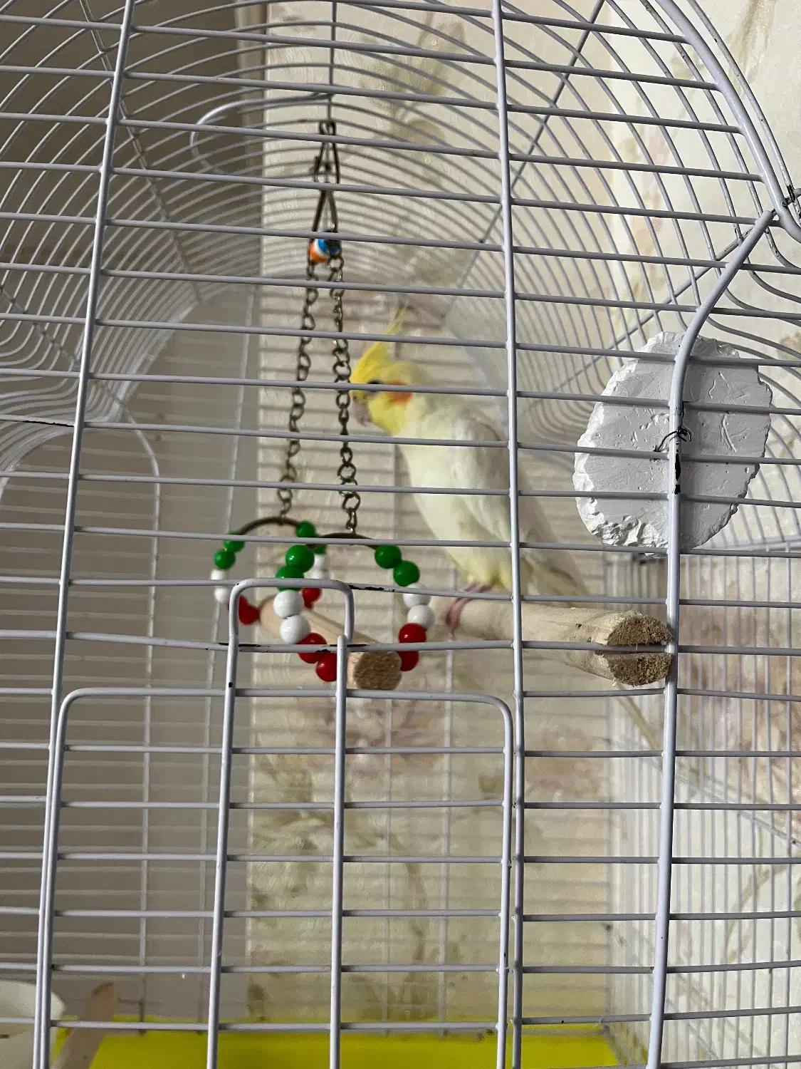 فروش عروس هلندی زیبا|پرنده|خرم‌آباد (تنکابن), |دیوار