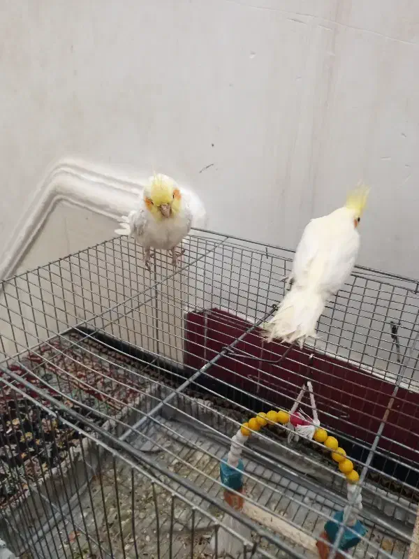 دستی|پرنده|بندر دیر, |دیوار