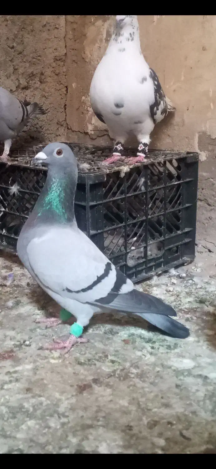 چاپی|پرنده|خرمشهر, |دیوار