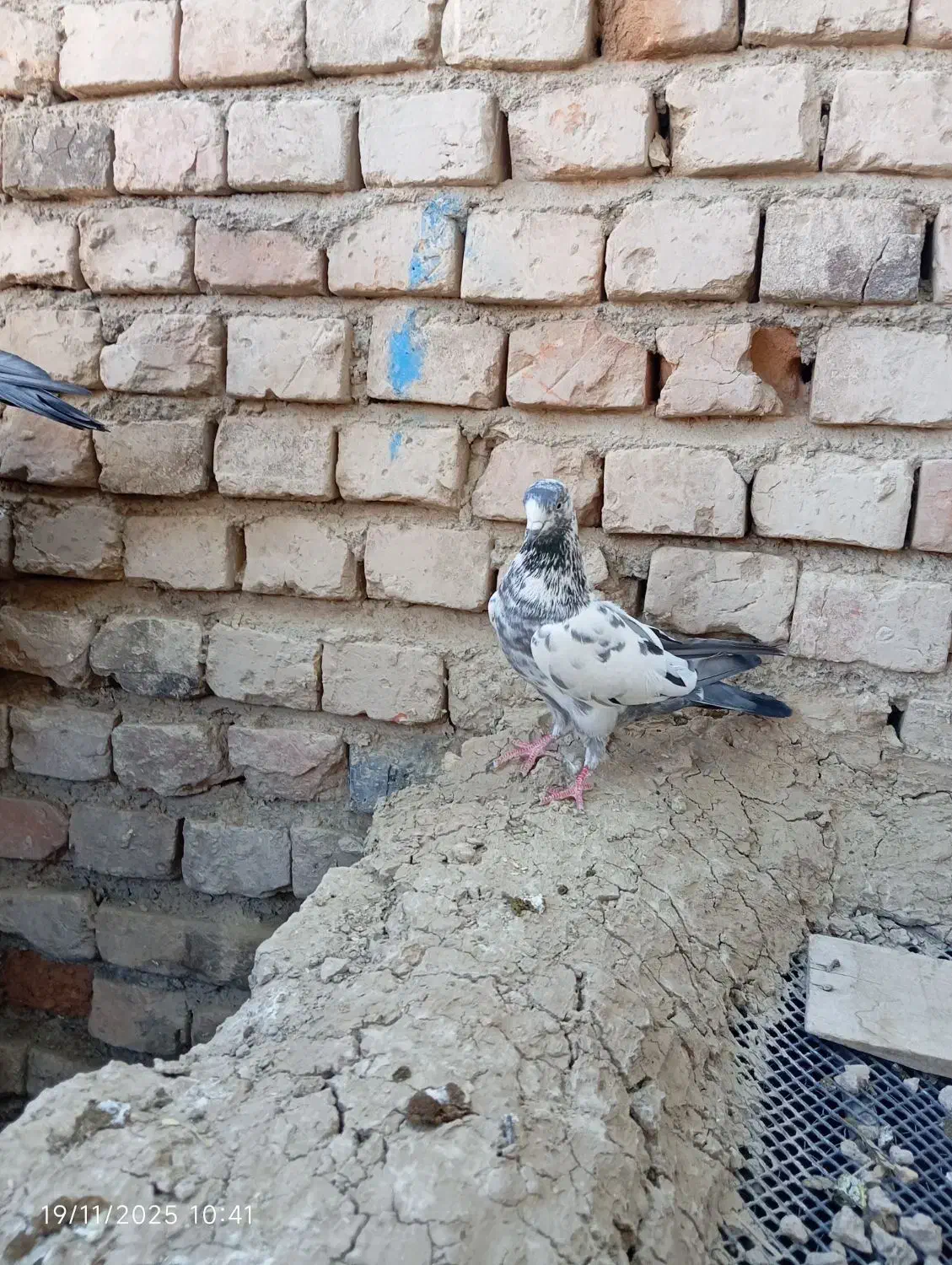 کبوتر|پرنده|ایرانشهر, |دیوار