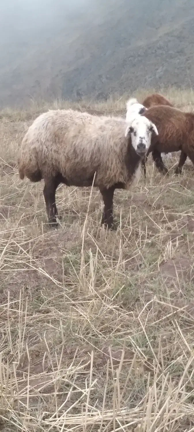 گوسفند وبز|حیوانات مزرعه|اردبیل, |دیوار