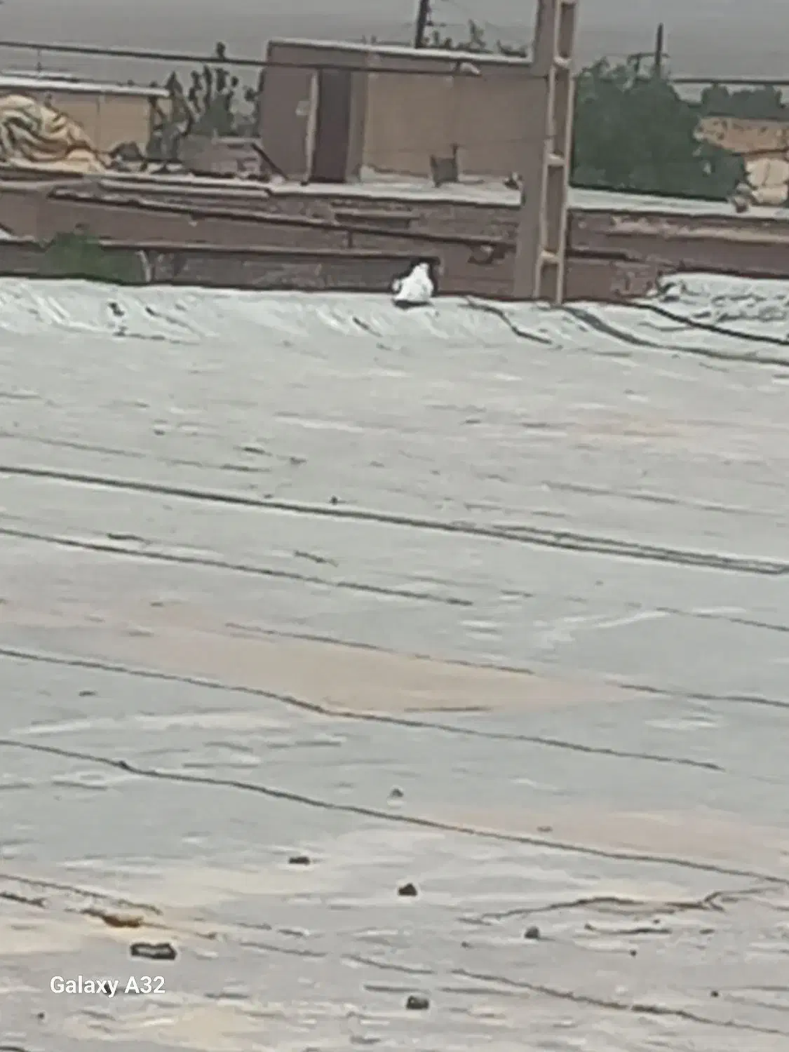 کفتر نر|پرنده|قم, انسجام|دیوار
