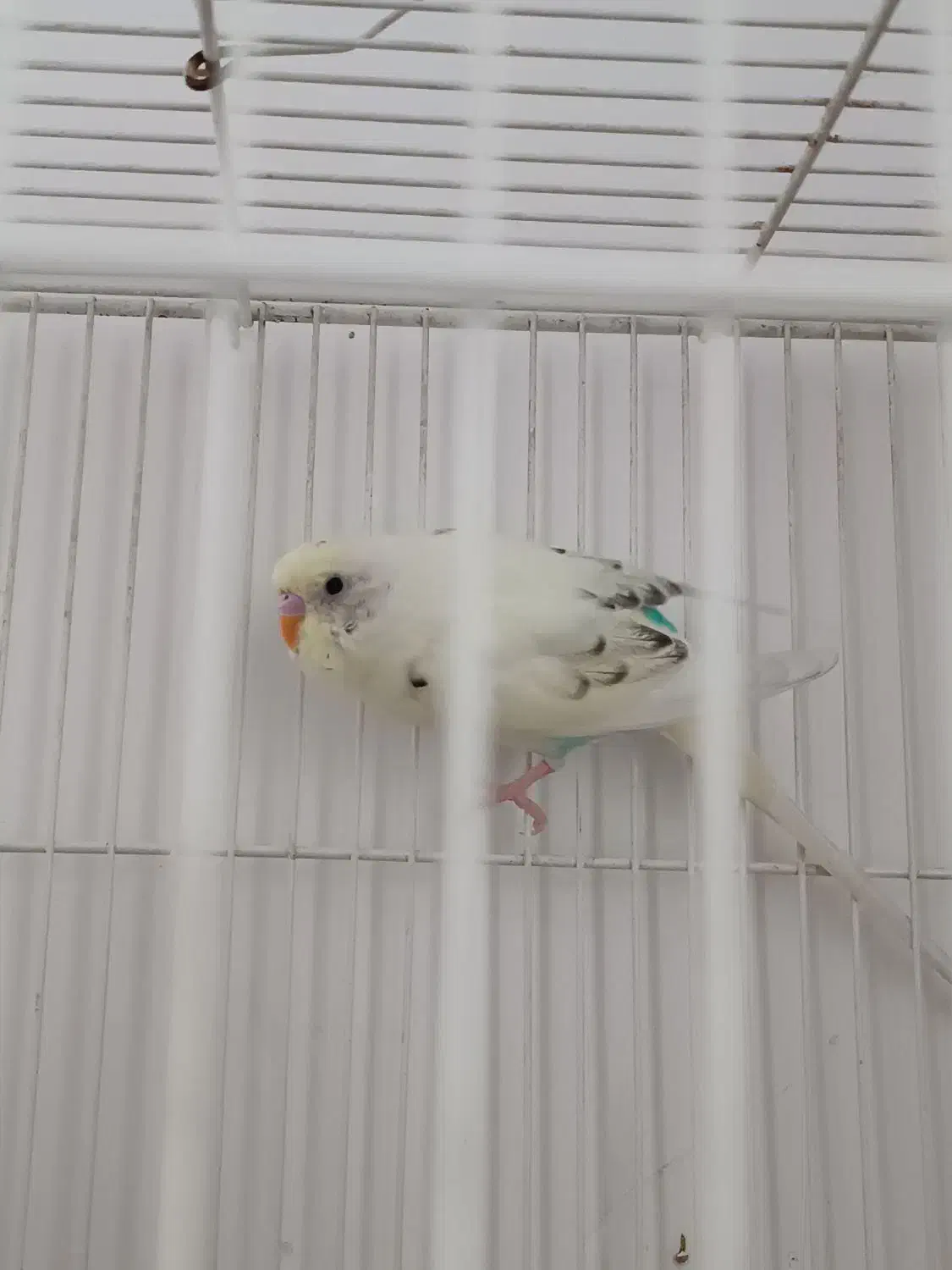 مرغ عشق نر|پرنده|مشهد, نیزه|دیوار