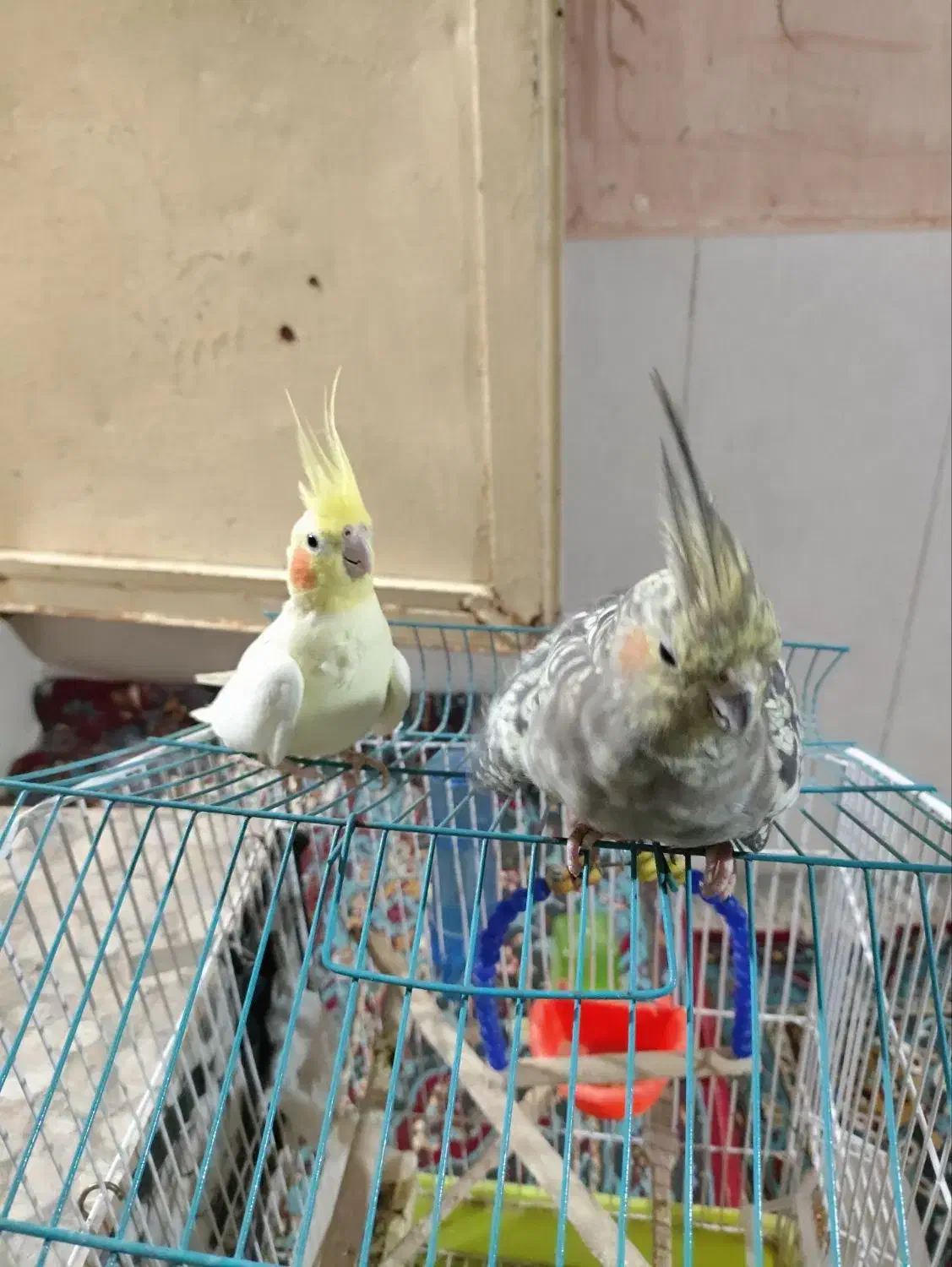 یک جفت عروس هلندی سرحال|پرنده|سرولایت, |دیوار