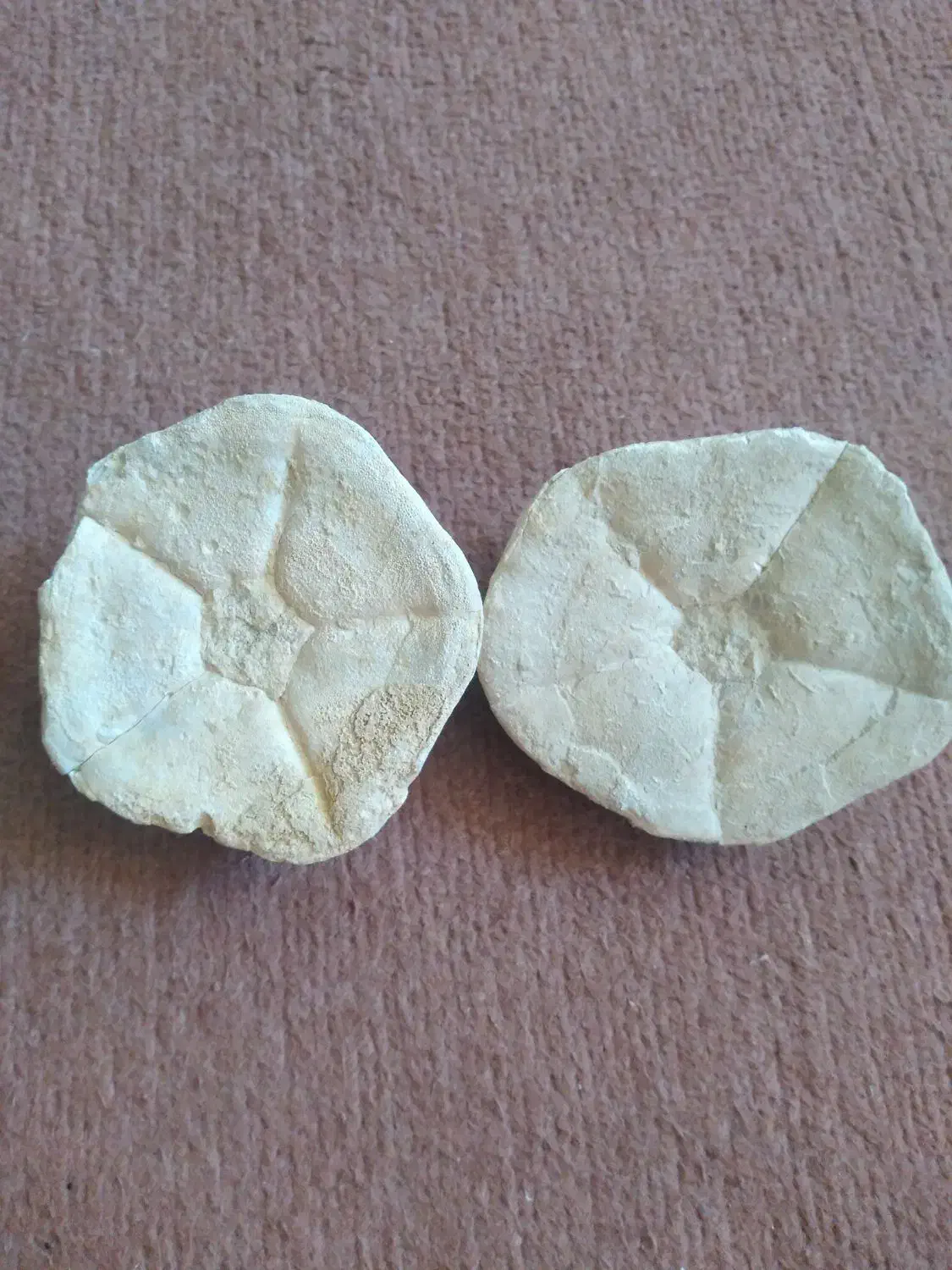 فسیل صدف کلکسیونی|کلکسیون اشیاء عتیقه|زنجان, |دیوار