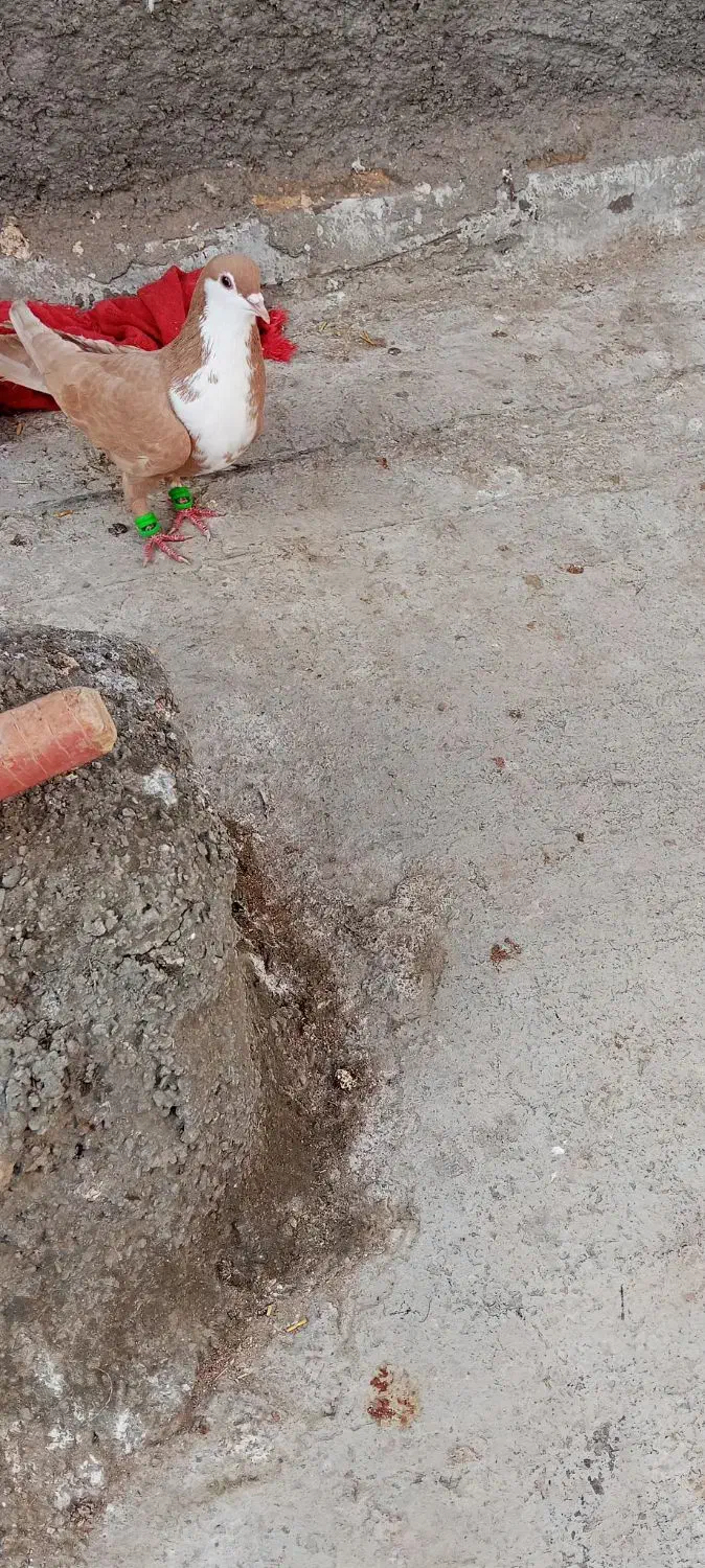 سهع|پرنده|بردسکن, |دیوار