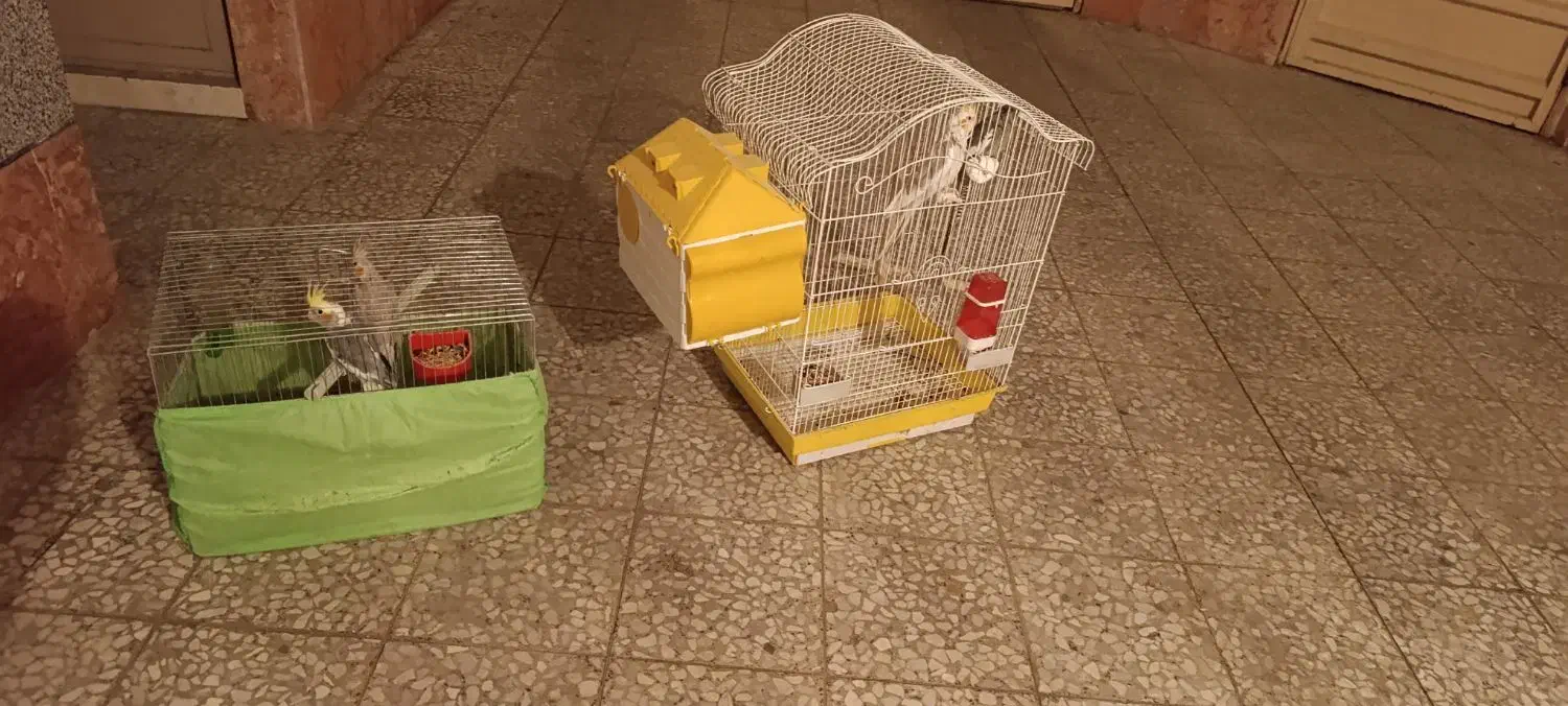 عروس با لوازم|پرنده|محمدیه-قزوین, |دیوار