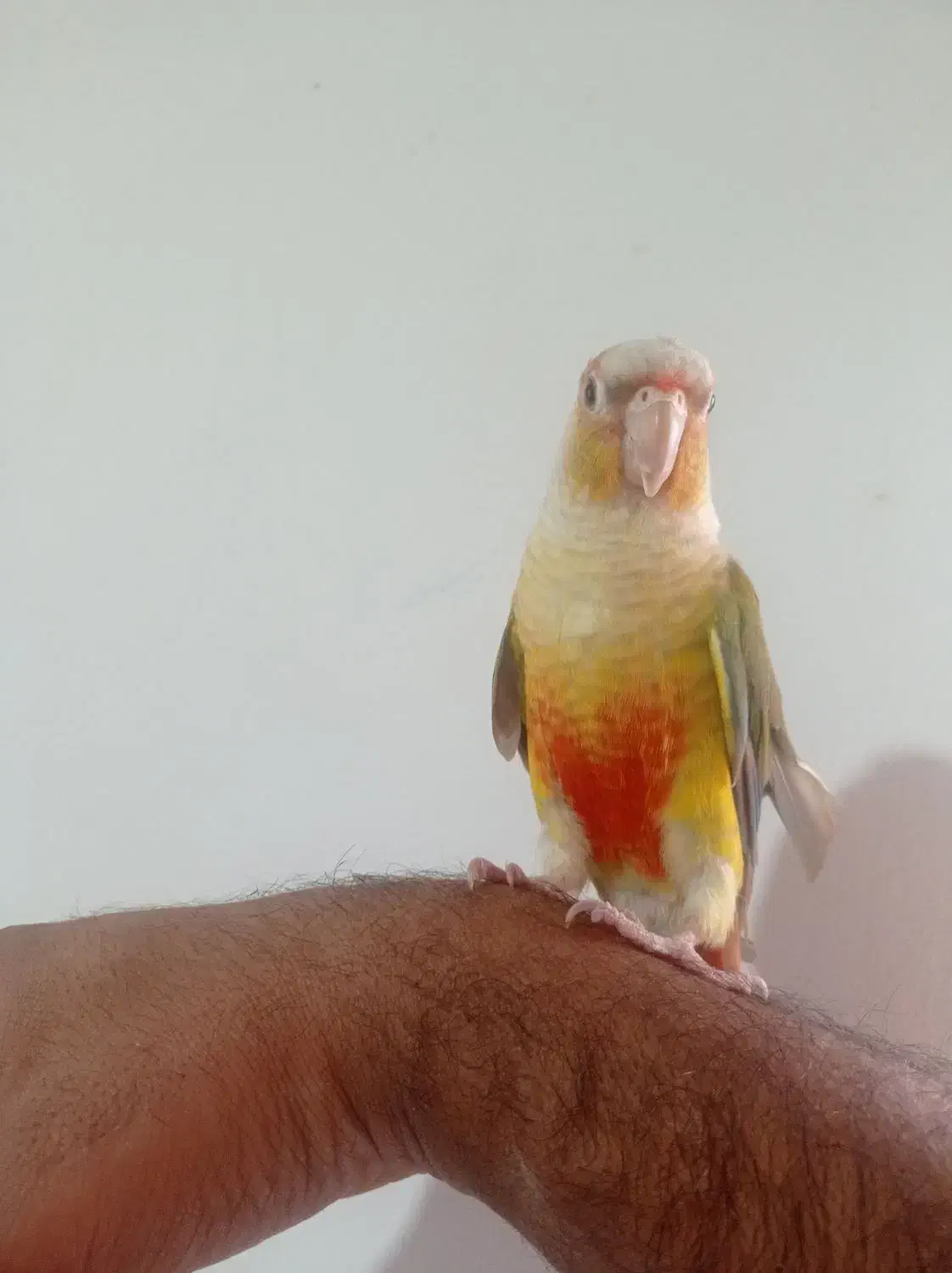 طوطی گرینچگ|پرنده|کرمانشاه, |دیوار