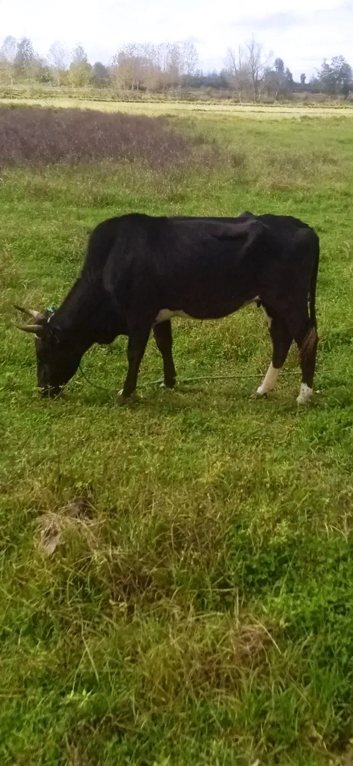 گاو دوگ محلی|حیوانات مزرعه|سنگر, |دیوار