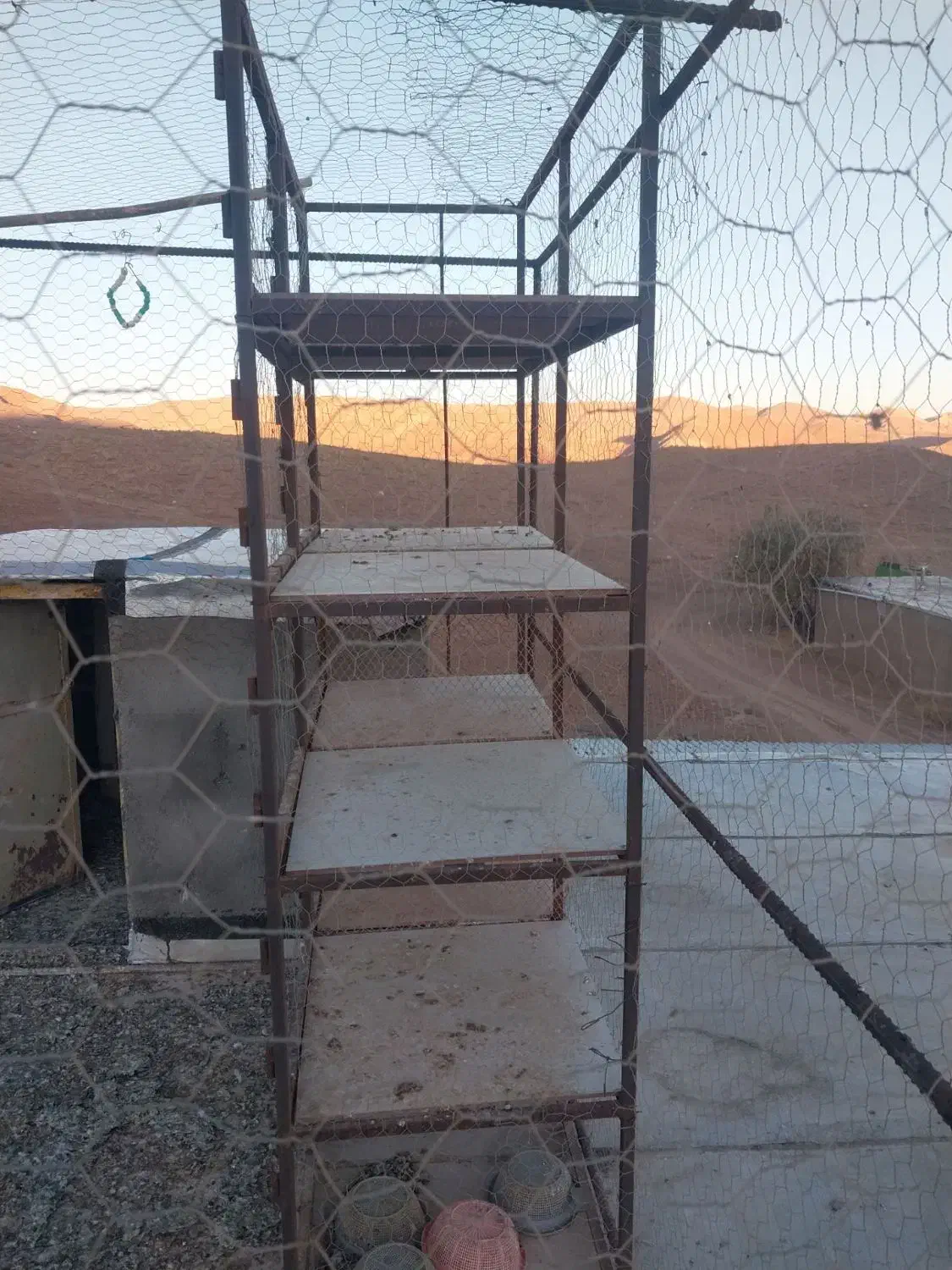 جفت کن کبوتر|لوازم جانبی حیوانات|قزوین, |دیوار