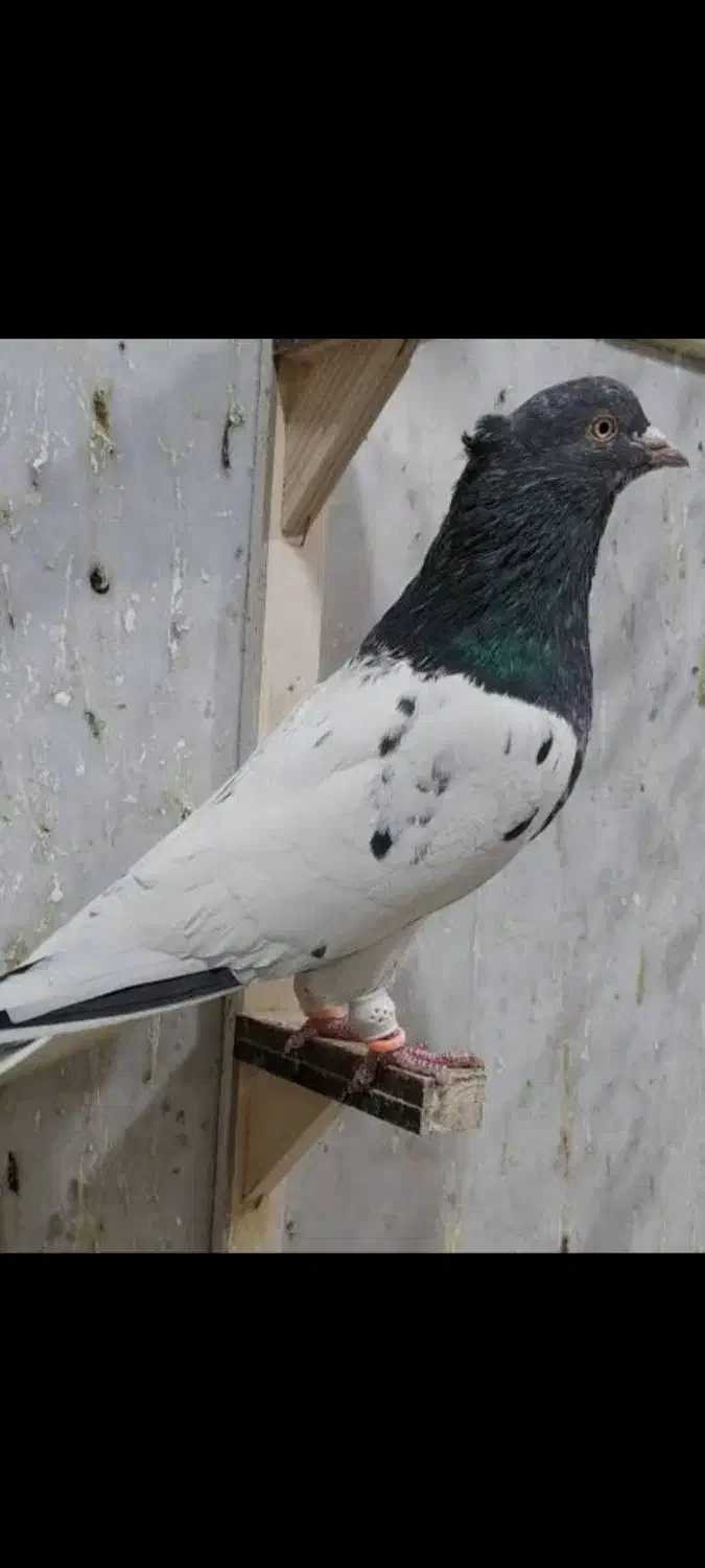 کله سبز گم شده|حیوانات|اندیمشک, |دیوار