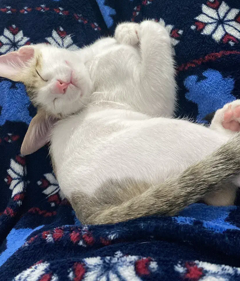 واگذاری رایگان گربه|گربه|چمران, |دیوار