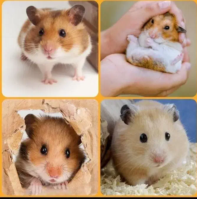 پایگاه پخش خرگوش مینییاتوریو مینیلوپ واکسن زده|موش و خرگوش|اصفهان, خانه اصفهان|دیوار