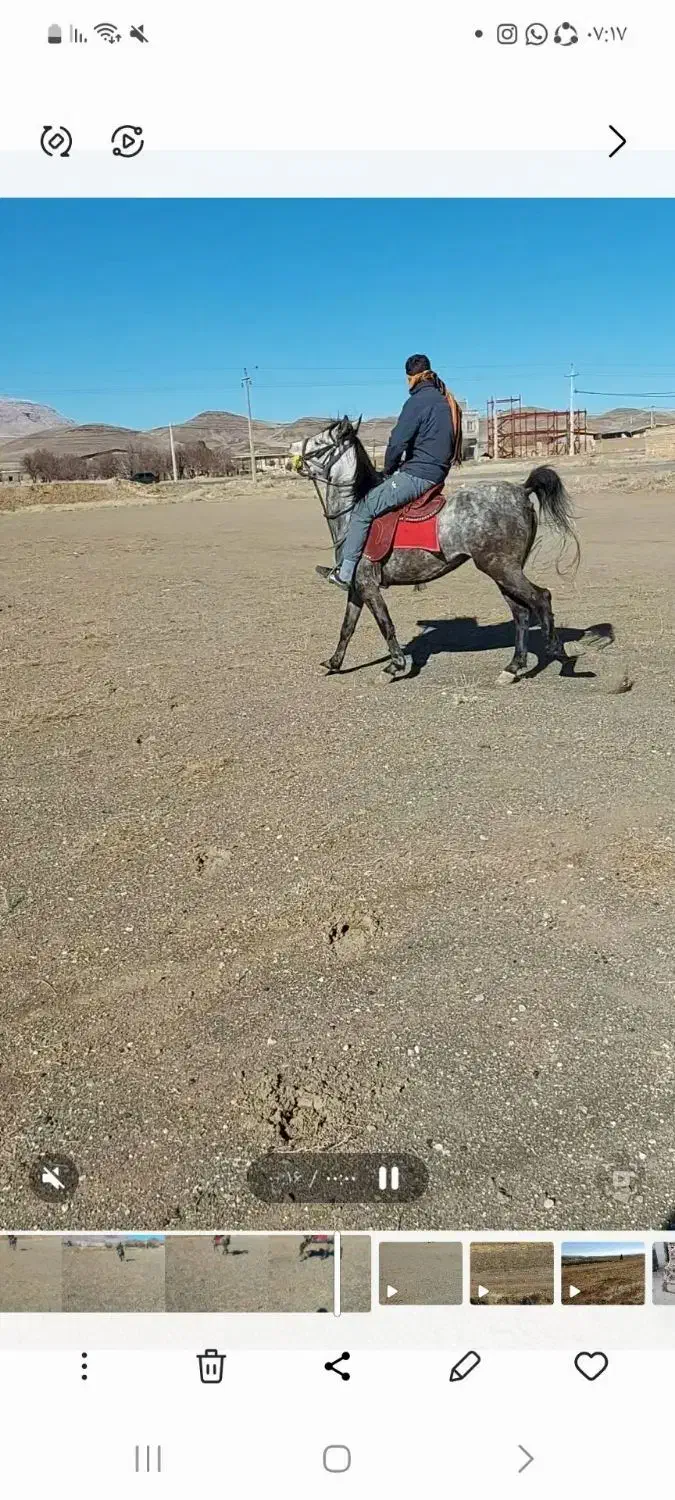 اسب|اسب و تجهیزات اسب‌سواری|کمیجان, |دیوار