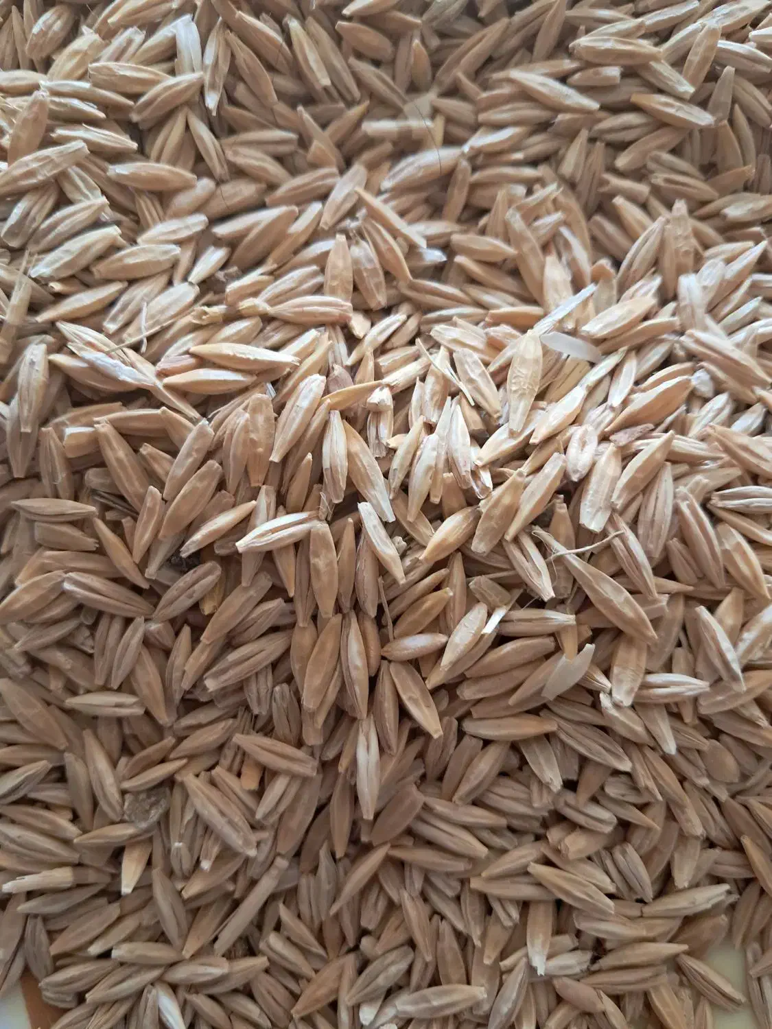 فروش جو دیمی|خدمات باغبانی و درختکاری|لردگان, |دیوار