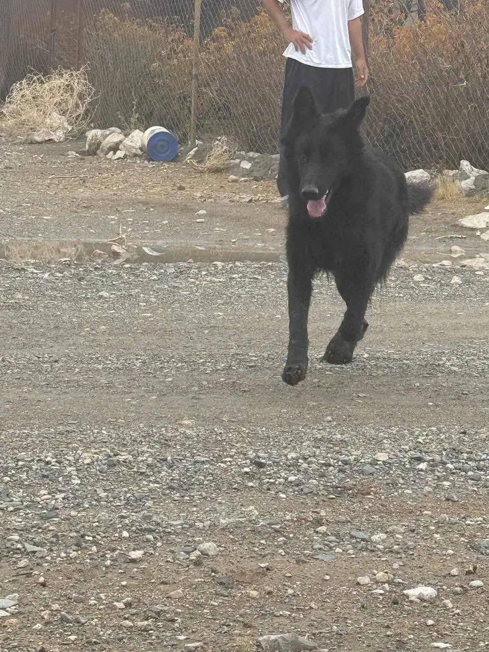 ژرمن شپرد اصیل مشکی ۸ ماهه|سگ|کرمانشاه, |دیوار