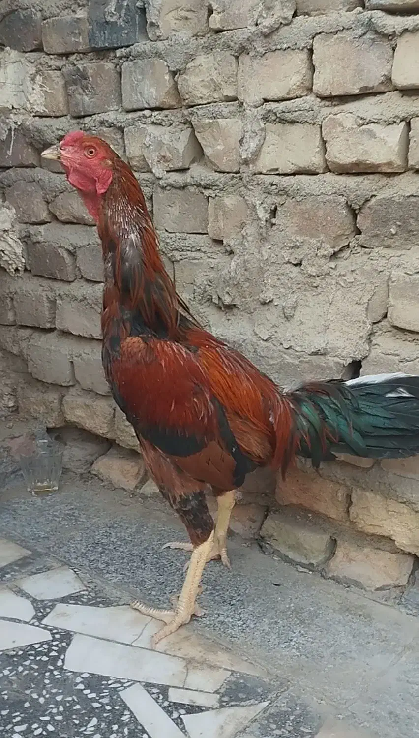 مرغ وا خروس لاری|حیوانات مزرعه|زاهدان, |دیوار
