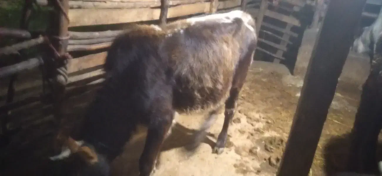 لیشه چالوسی|حیوانات مزرعه|سنگر, |دیوار