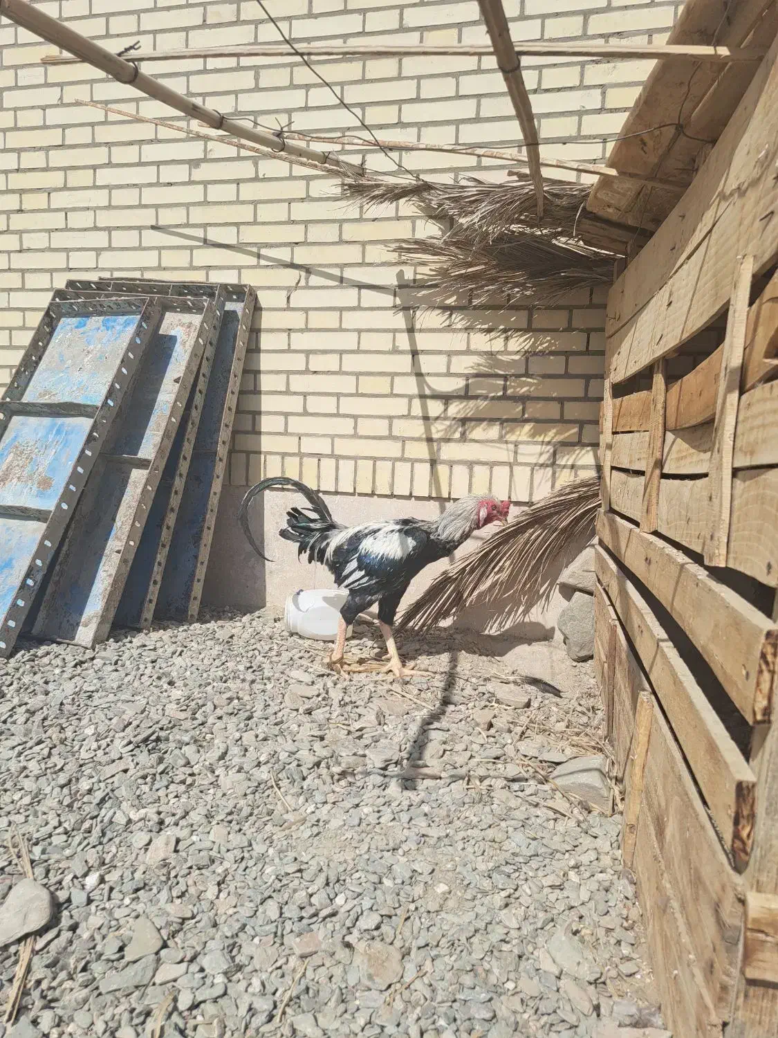 مرغ و خروس و جوجه اصل|حیوانات مزرعه|سراوان, |دیوار