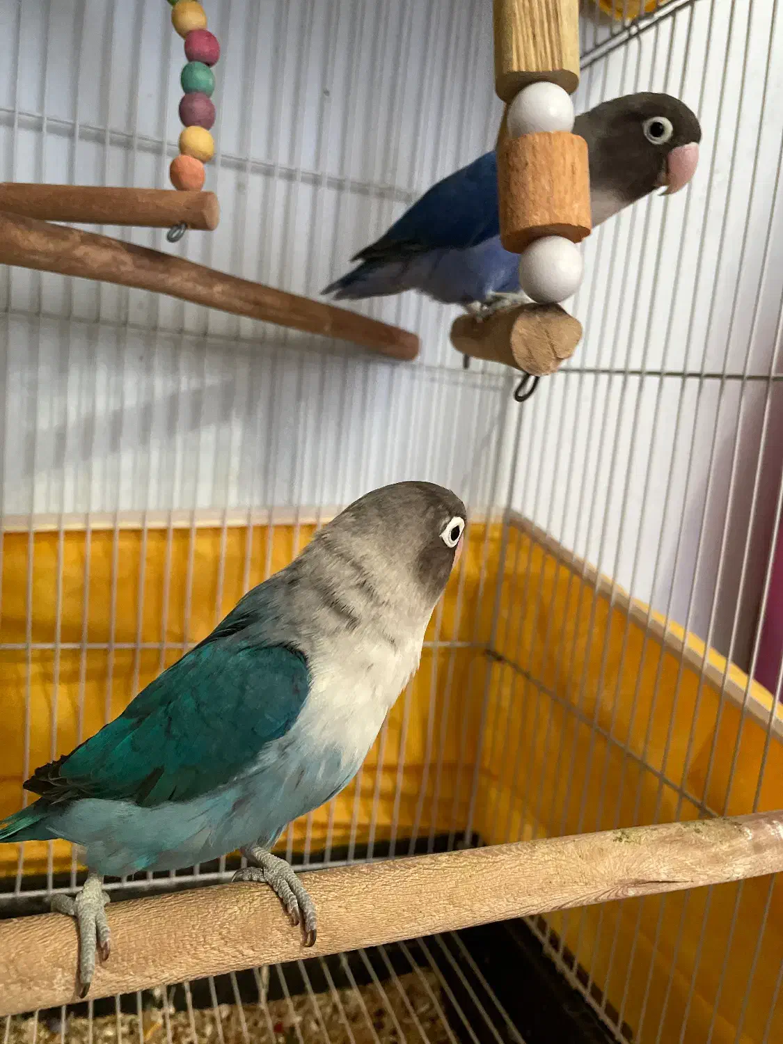 طوطی برزیلی فیشر|پرنده|شهریار, شهریار|دیوار